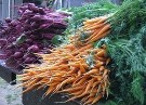 Greenwich Farmers Market 2014