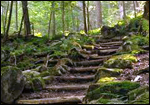Mianus River Preserve & Park / Cary Road Nature Preserve / Mianus Pond