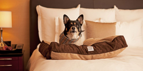 Pet Friendly Lodgings in Connecticut