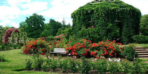 Elizabeth Park Rose Gardens - Hartford, CT