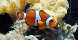 zoosandaquariums