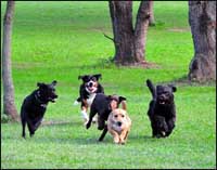 dogparks
