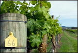 CULINARYTRAVELCT