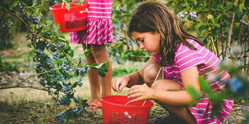 Blueberry Girl - Bishop's Orchards - Guilford, CT
