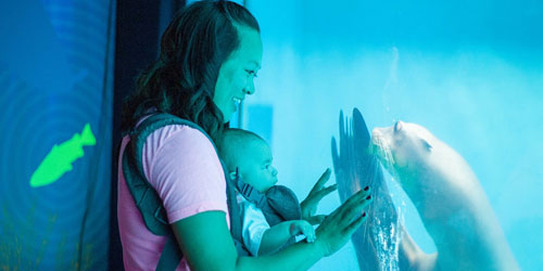 Sealion Tank at Mystic Aquarium - Mystic, CT - Credit Mystic Aquarium & Institute for Exploration