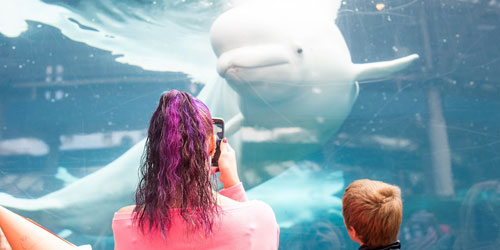 Dolphins! 500x250 - Mystic Aquarium - Mystic, CT