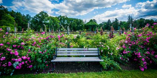 Connecticut Gardens Public Gardens Rose Gardens Garden Shows