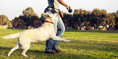 Dog Parks in Connecticut (off-leash)