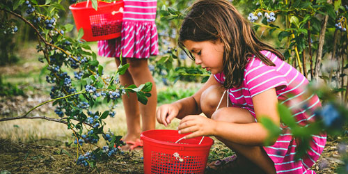 Pick Your Own Farms in Connecticut