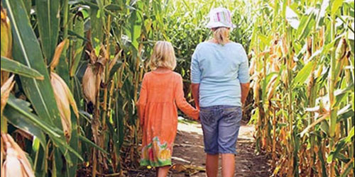 Fall Foliage in CT - Kids in a Corn Maze in Mystic's Last Green Valley - Photo Credit Farmers Cow