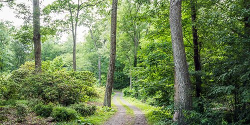 Walking Trail - CT Audubon Birdcraft Museum & Sanctuary - Fairfield, CT