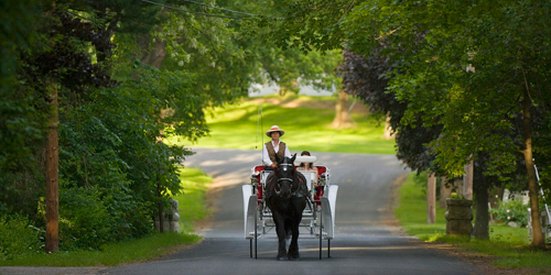 Summer in Connecticut - Horse Drawn Carriage Ride in Litchfield County