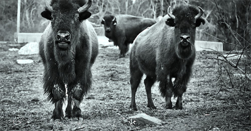 creamery book bison