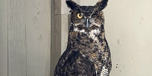 Winking Owl - Earthplace - Westport, CT