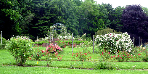 Pardee Rose Gardens - Hamden, CT