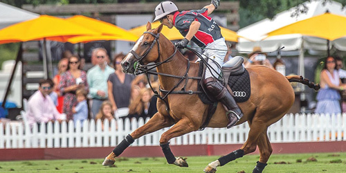 greenwich polo
