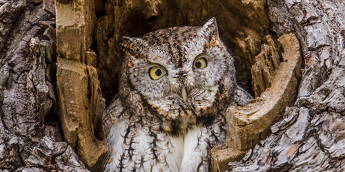 Snowy Owl - Group Tours at CT Audubon Society in Greenwich