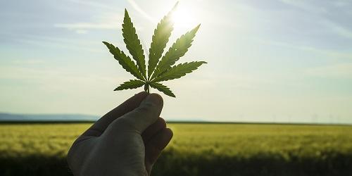 Cannabis Disclaimer