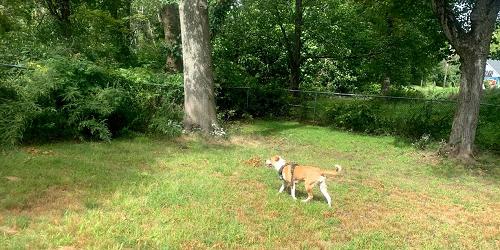 Edgewood Park Dog Park - New Haven, CT - Photo Credit Sarah Connor