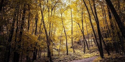 Hiking Trail - Talcott Mountain State Park - Simsbury, CT - Photo Credit Kyle VanEtten