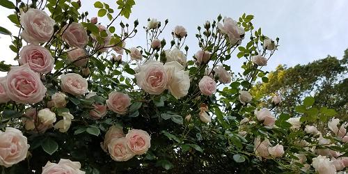 Rose Garden - Mohegan Park - Photo Credit Andrew MacLeod