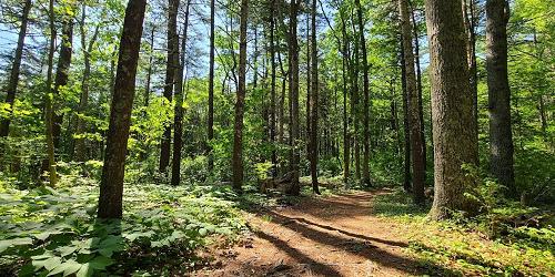 Hiking Trail - Pachaug State Forest (Chapman & Green Falls areas) - Voluntown, CT