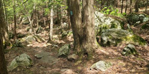 Forest Trail - Burr Pond State Park - Torrington, CT