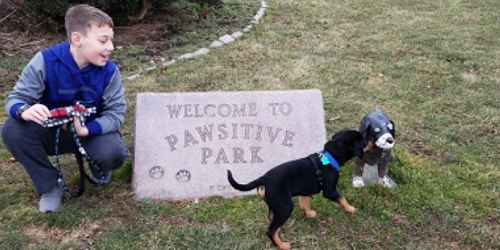 Estelle Cohn Memorial Dog Park - Norwich, CT - Photo Credit Nancy Ferace