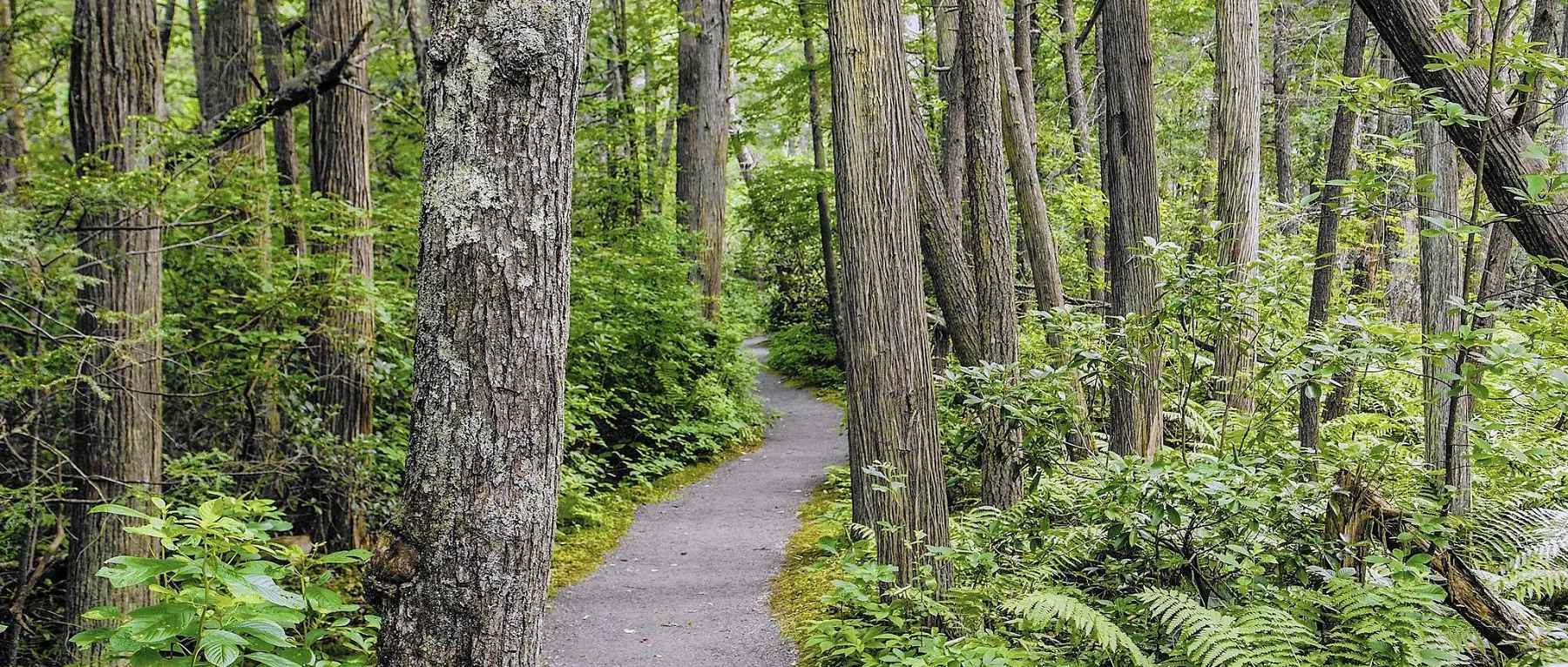 Rhododendron Trail in Pachaug State Forest - Voluntown, CT - Photo Credit Mark Mirko & Hartford Courant