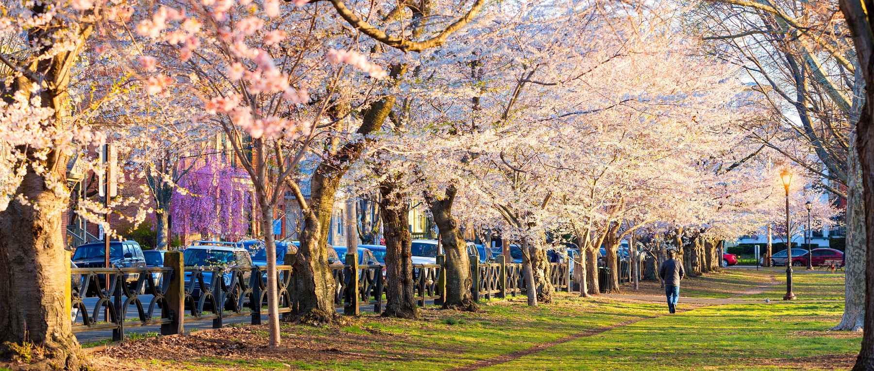 Cherry Blossoms in Wooster Square Park - New Haven, CT