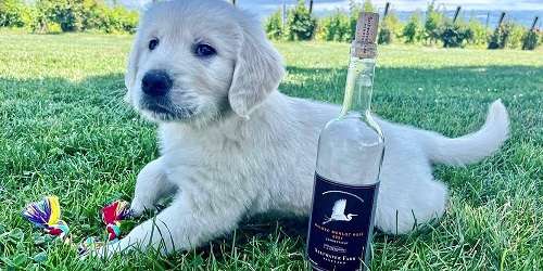 Saltwater Farm Vineyard - Stonington, CT