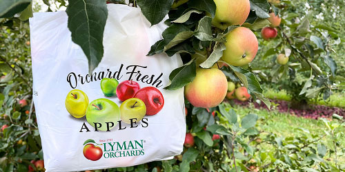 Pick Your Own Apples - Lyman Orchards - Middlefield, CT