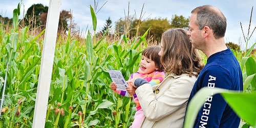 Corn Field Family - Lyman Orchards - Middlefield, CT