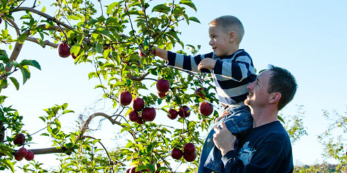 Father & Son Apple Picking - Lyman Orchards - Middlefield, CT
