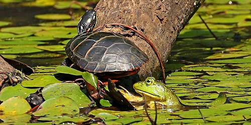 Turtle & Frog - White Memorial Conservation Center and Museum - Litchfield, CT - Photo Credit Matt Balnis